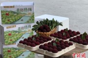 天天吉历高速赋能产业升级：一条“杨梅路”的致富密码