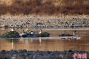 天天吉历歙县完成安徽首个县域生物多样性调查 共记录物种近4千种